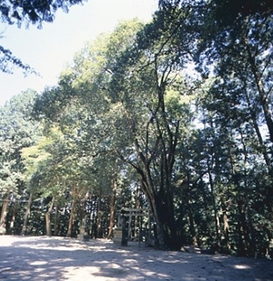 中の森八幡神社のアラカシ(市指定天然記念物)