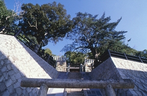 新宮神社のイチイガシ及びイヌマキ(市指定天然記念物)