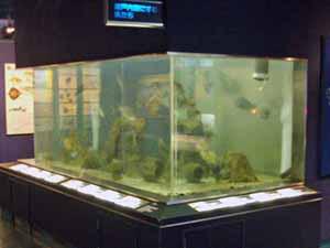 広島市水産振興センター(魚と漁業の資料展示室)