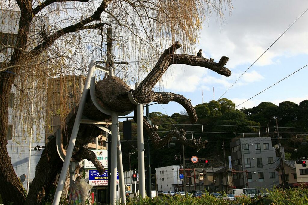 シダレヤナギ(鶴見橋東詰)(被爆樹木)