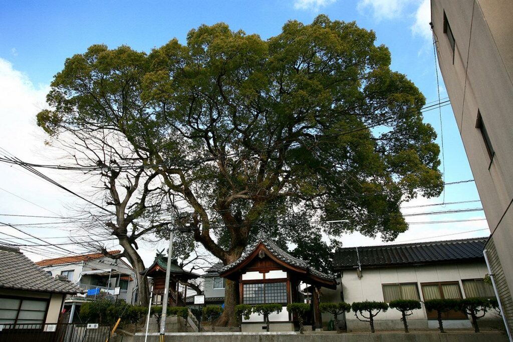 クスノキ・エノキなど(吉島稲生神社境内)(被爆樹木)