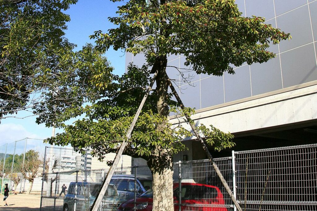 クロガネモチ(観音小学校内)(被爆樹木)