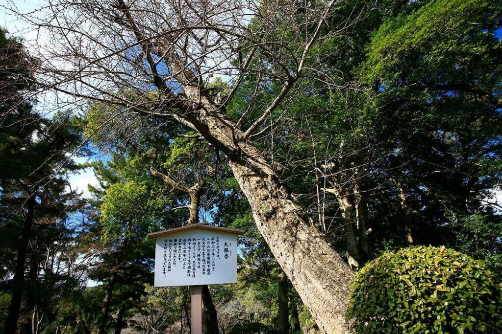 クロマツ・イチョウなど(縮景園内)(被爆樹木)