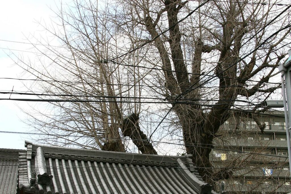 イチョウ(安楽寺)(被爆樹木)