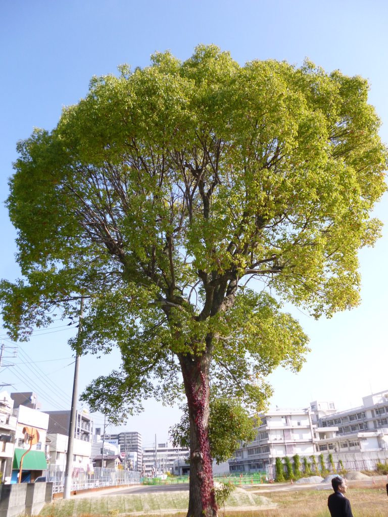 クスノキ(東区二葉の里公園)(被爆樹木)