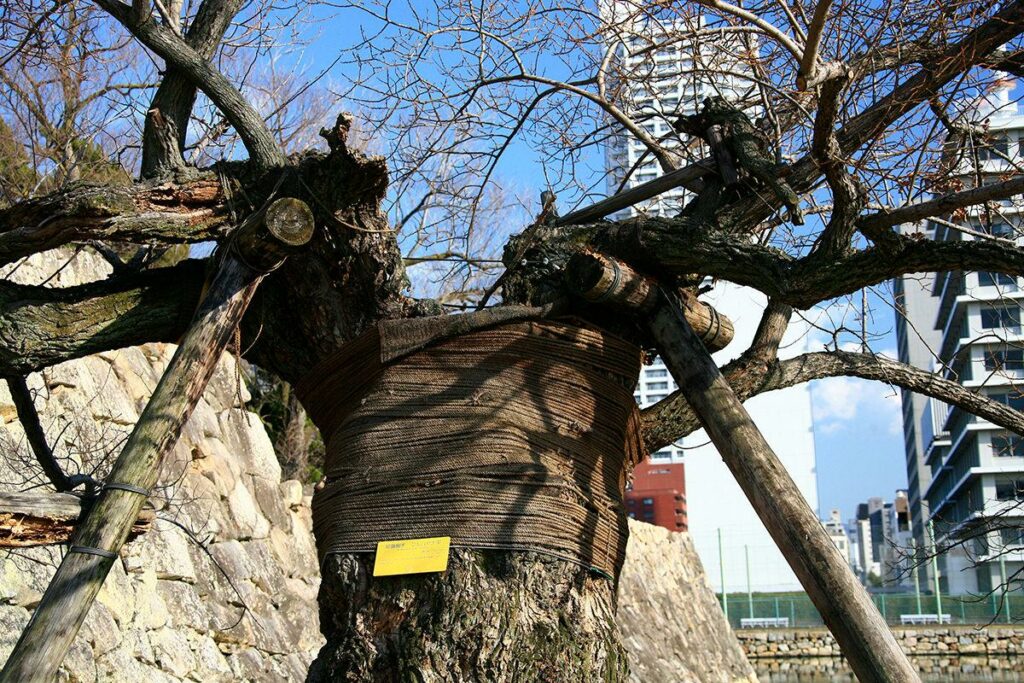 ユーカリ・マルバヤナギ(広島城跡)(被爆樹木)