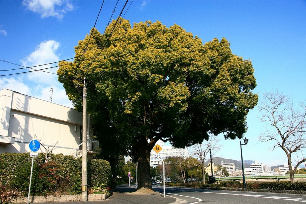 クスノキ(天満小学校南東側の道路沿い)(被爆樹木)