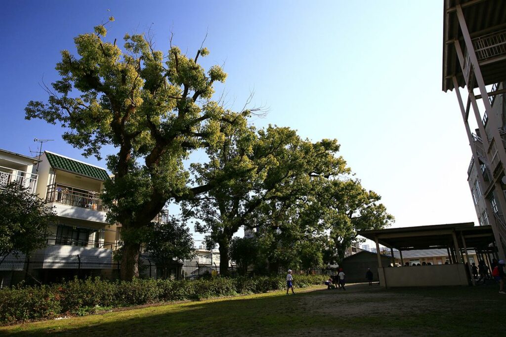 クスノキ(観音小学校)(被爆樹木)