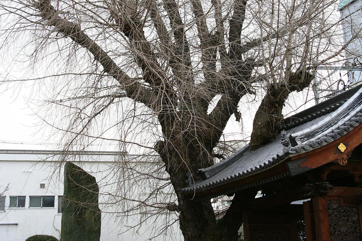 イチョウ(安楽寺)(被爆樹木)